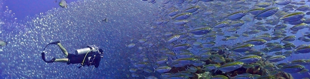 タオ島チュンポンピナクルの魚群